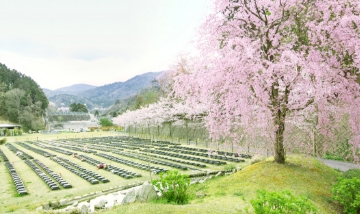 桜下庭園樹木葬エリア